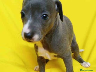 Pequeño Lebrel Italiano perros Lebrel Italiano Hembra de AB y Omega 1832 - Anuncio 33