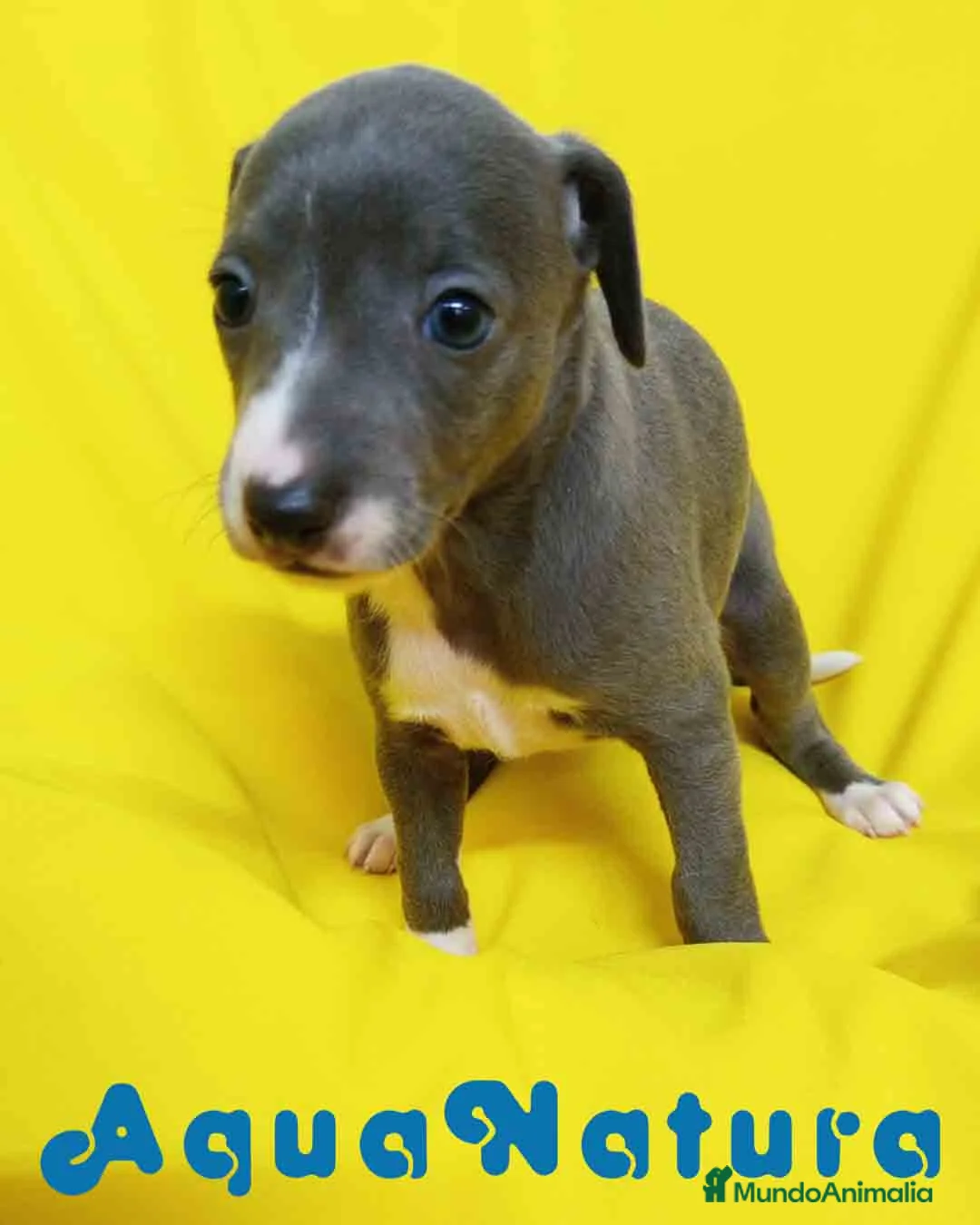 Pequeño Lebrel Italiano perros en venta: Lebrel Italiano Hembra de AB y Omega 1832 - Anuncio 1