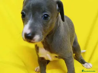 Pequeño Lebrel Italiano perros Lebrel Italiano Hembra de AB y Omega 1832 - Anuncio 16