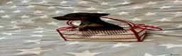 Pinscher Miniatura perros en venta: Pinscher miniatura - Anuncio 4