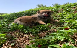 Shiba Inu perros en venta: SHIBA INU - Imagen 20