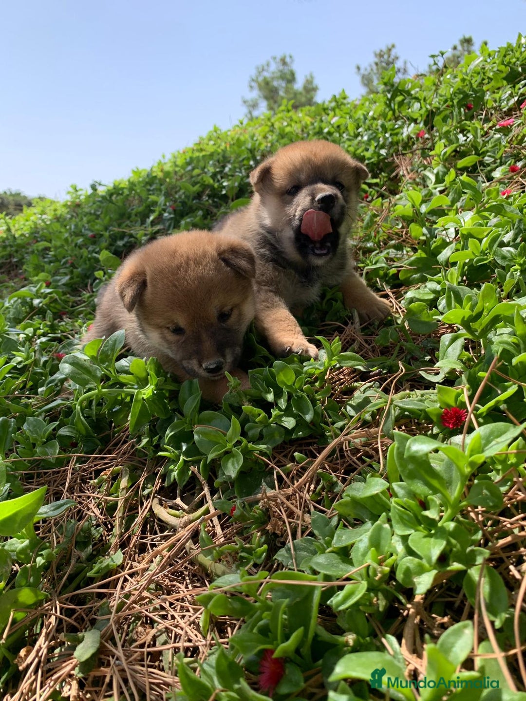 Shiba Inu perros en venta: SHIBA INU - Imagen 20