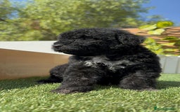 Perro de Agua Español perros en venta: PERRO DE AGUA ESPAÑOL MACHO - Imagen 15