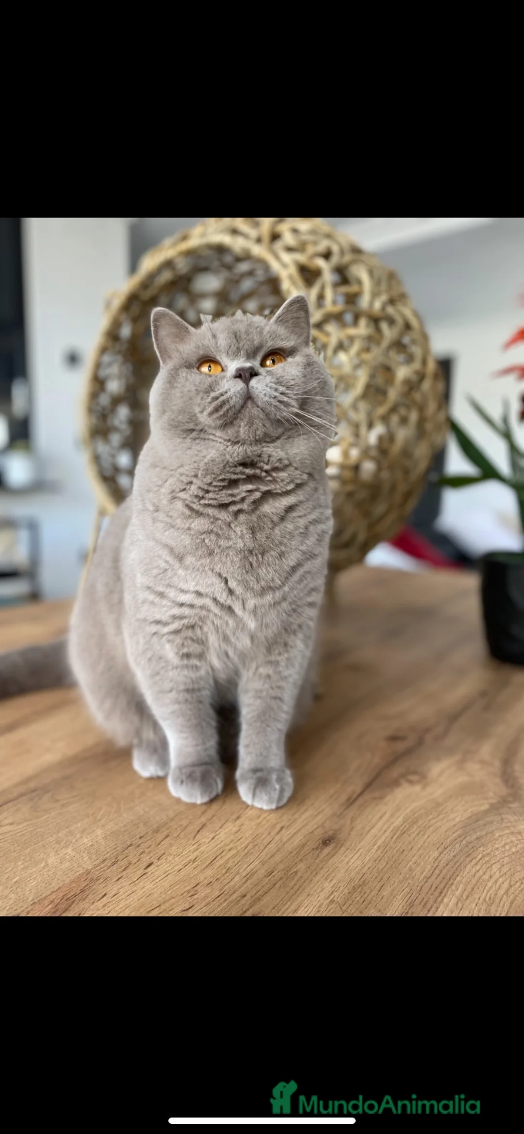 Británico de Pelo Corto gatos en venta: British shorthair adulto - Anuncio 3