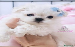 Bichón Maltés perros en venta: Bichon maltes coreano 100% - Imagen 1