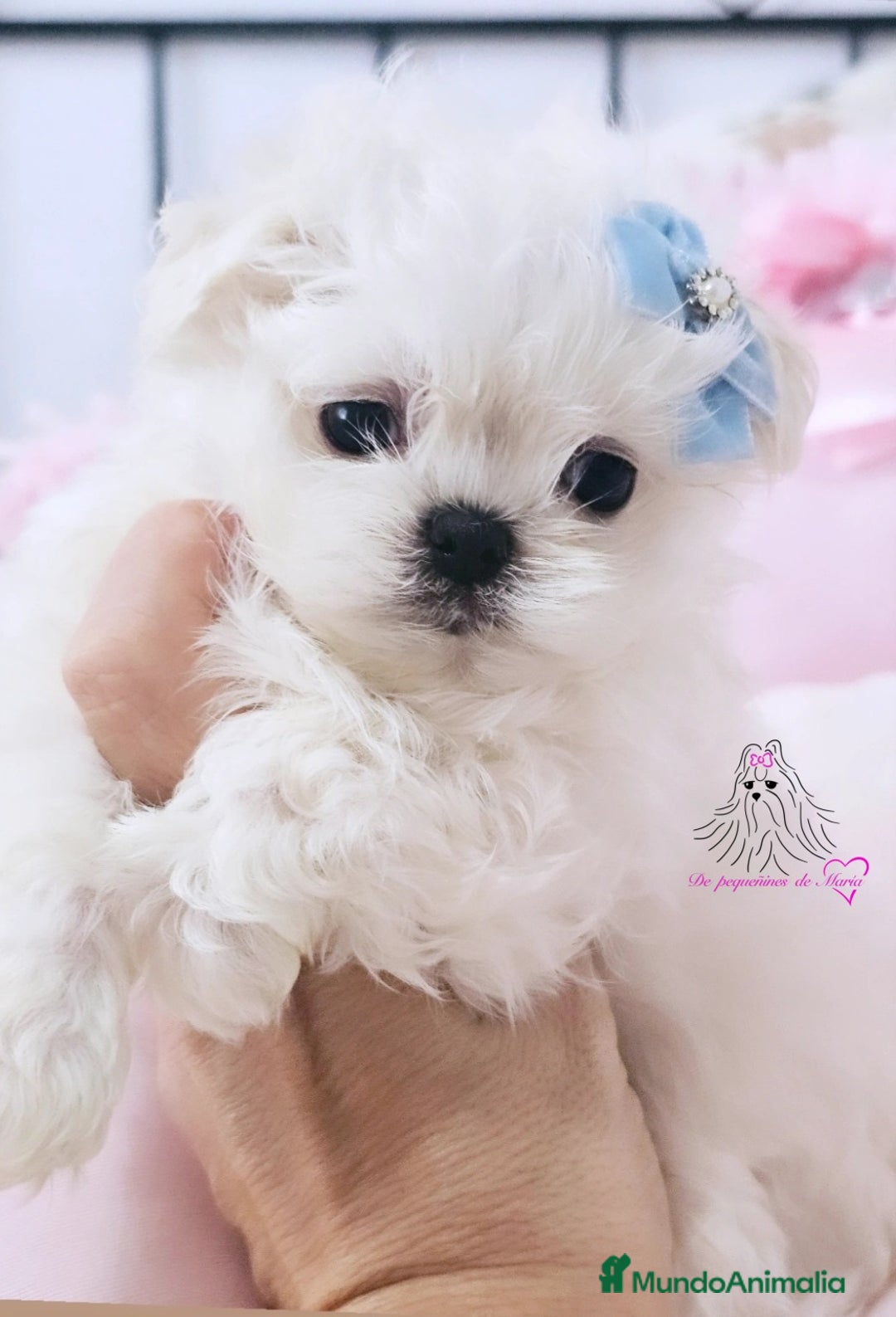 Bichón Maltés perros en venta: Bichon maltes coreano 100% - Imagen 1