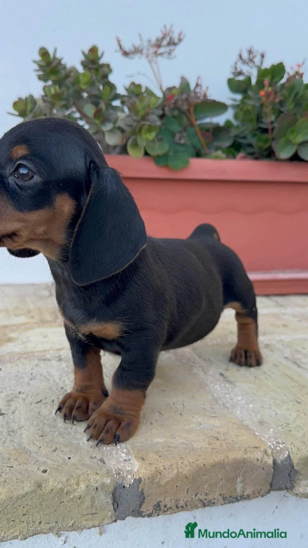 Teckel Miniatura perros en venta: TECKEL MINIATURA-MACHO - Anuncio 2