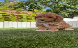 Caniche Toy perros en venta: CANICHE TOY MACHO - Imagen 12