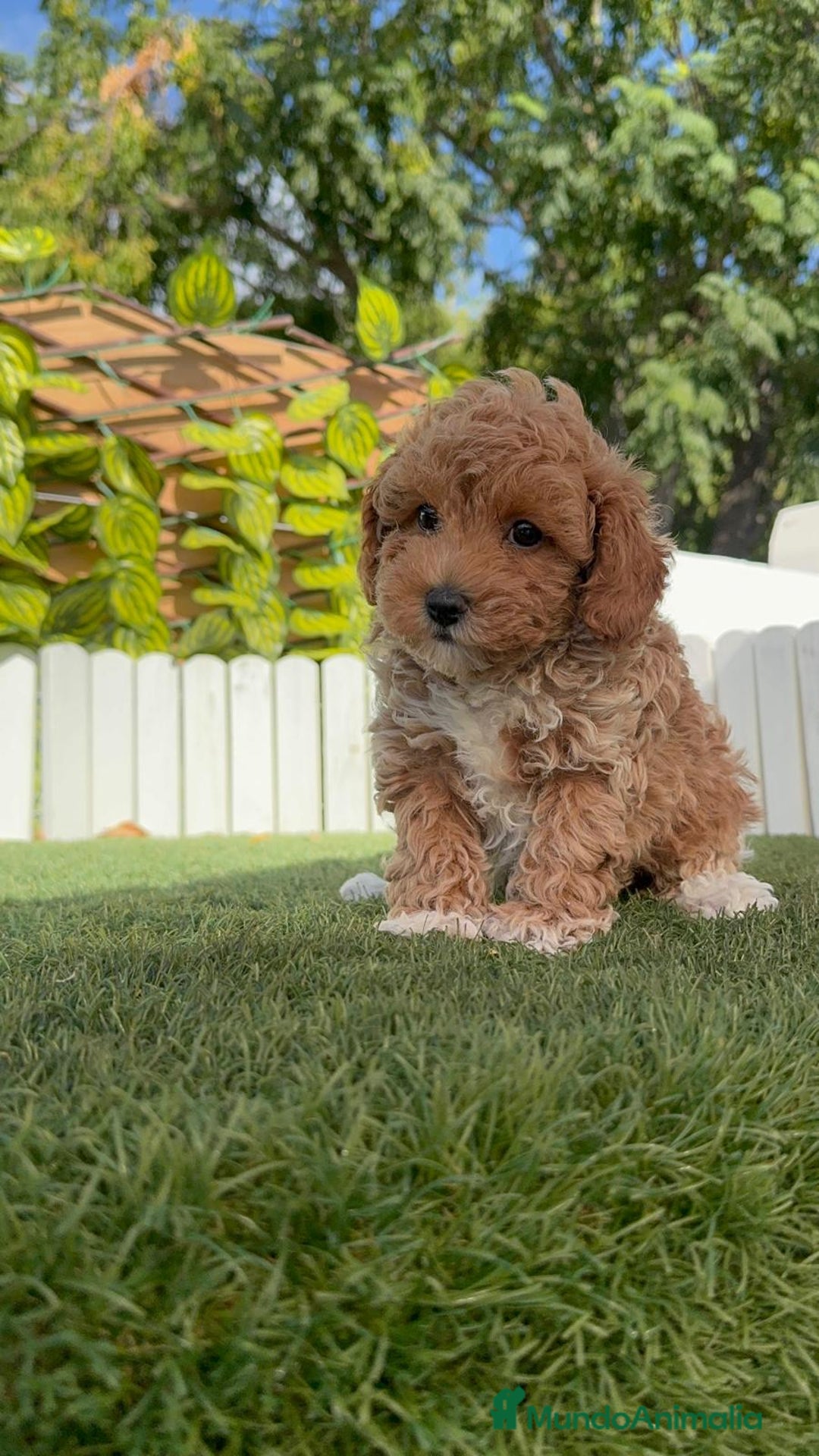 Caniche Toy perros en venta: CANICHE TOY MACHO - Imagen 12