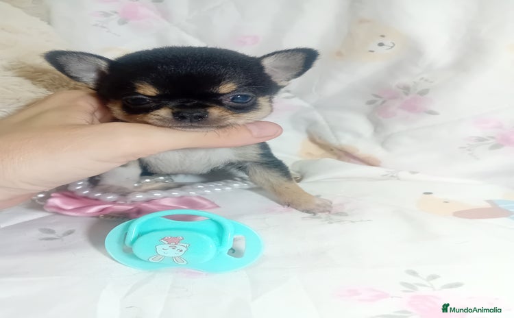 Chihuahua perros ‼️‼️Chihuahuas muy cariñosos tamaño mini  - Anuncio 1