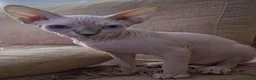Sphynx gatos en venta: Gatita sphinx  - Anuncio 2