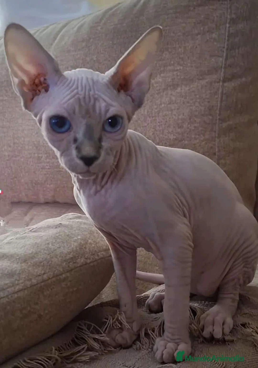 Sphynx gatos en venta: Gatita sphinx  - Anuncio 2