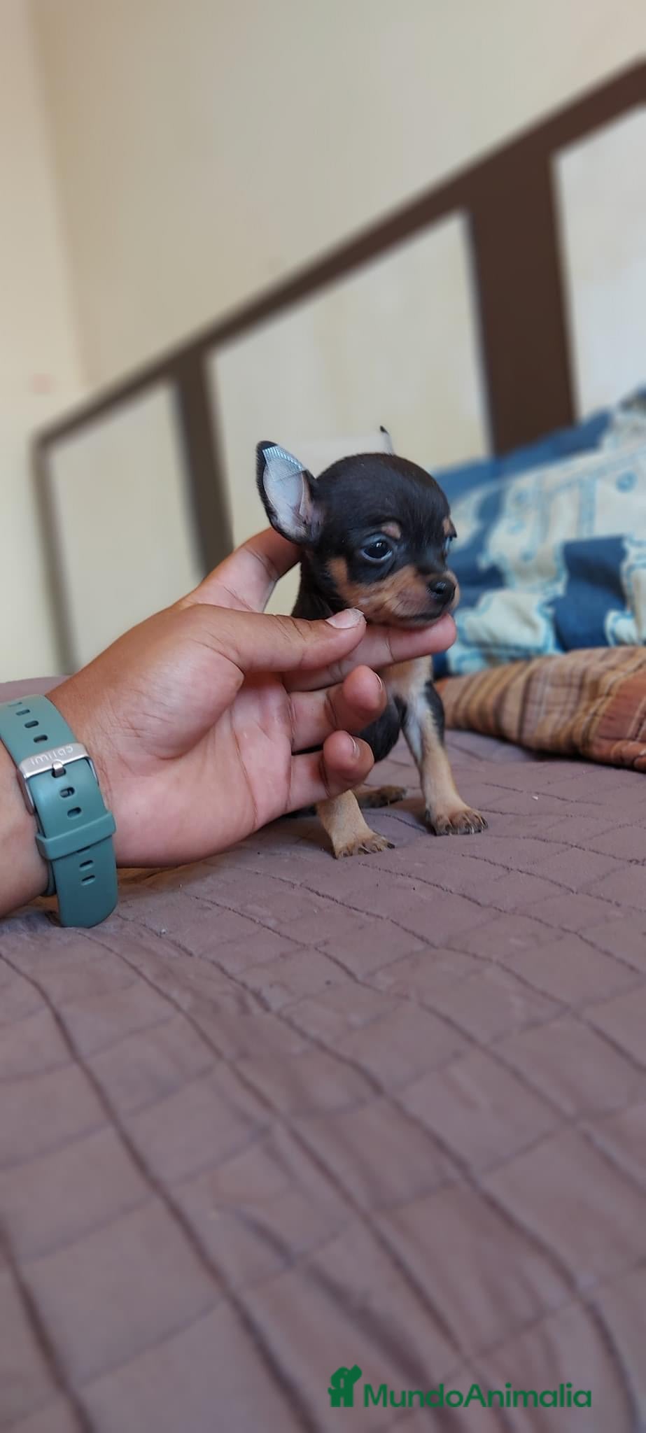 Pinscher Miniatura perros Pinscher miniatura ENTREGA A TODA ESPAÑA  en Ciudad Real - Anuncio 10