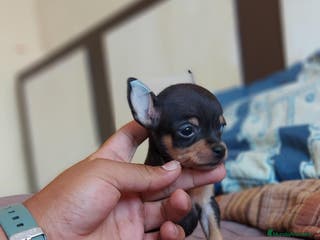 Pinscher Miniatura perros Pinscher miniatura ENTREGA A TODA ESPAÑA en Ciudad Real - Anuncio 34