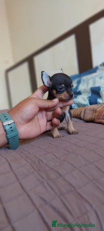 Pinscher Miniatura perros en Ciudad Real - Anuncio 1