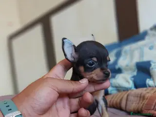 Pinscher Miniatura perros Pinscher miniatura ENTREGA A TODA ESPAÑA en Ciudad Real - Anuncio 6