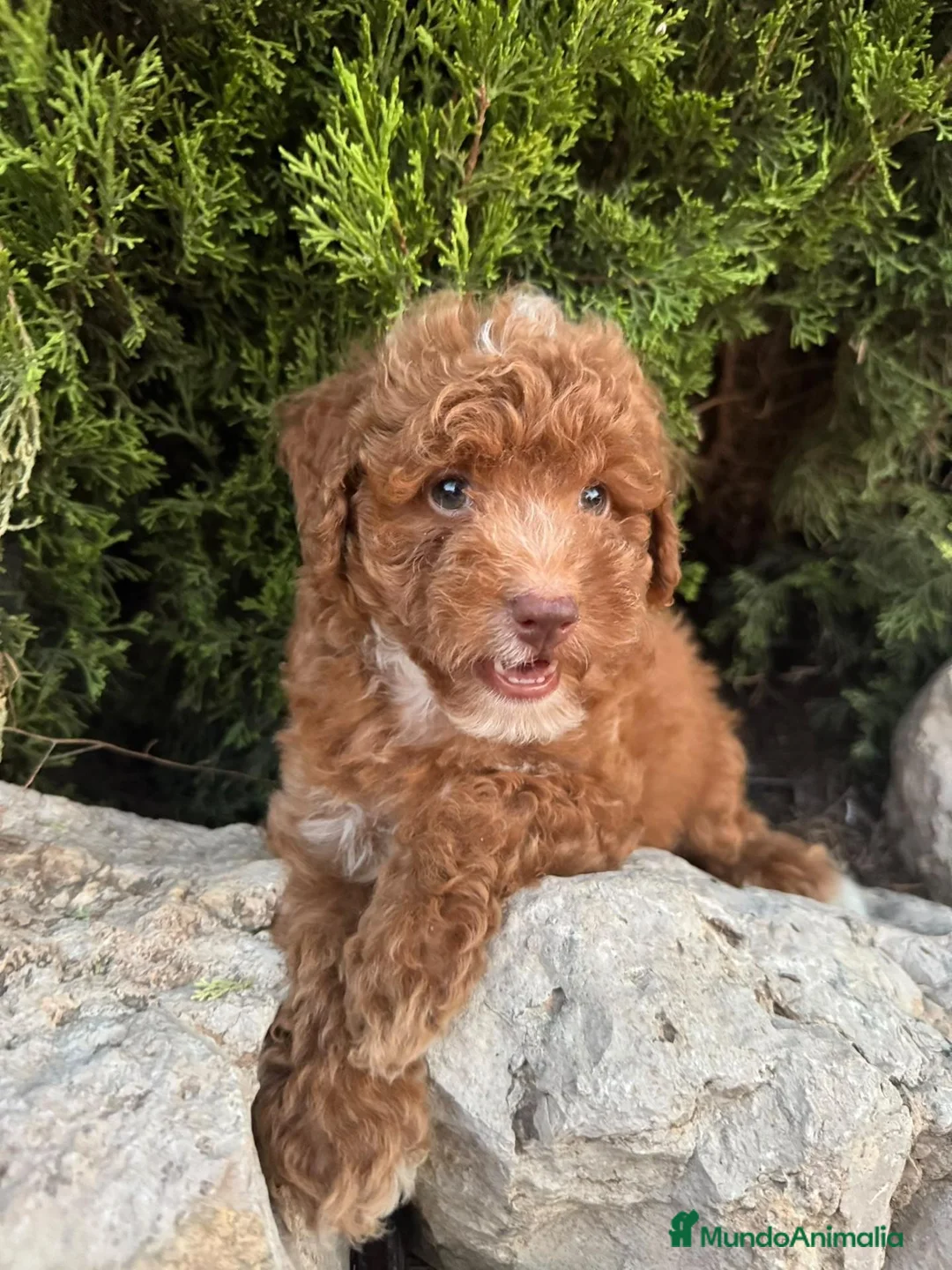 Caniche Toy perros en venta: CANICHE TOY - ✅ DOS DISPONIBLES - Anuncio 2