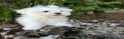 Bichón Maltés perros en venta: Bichon Maltés !!! - Anuncio 2