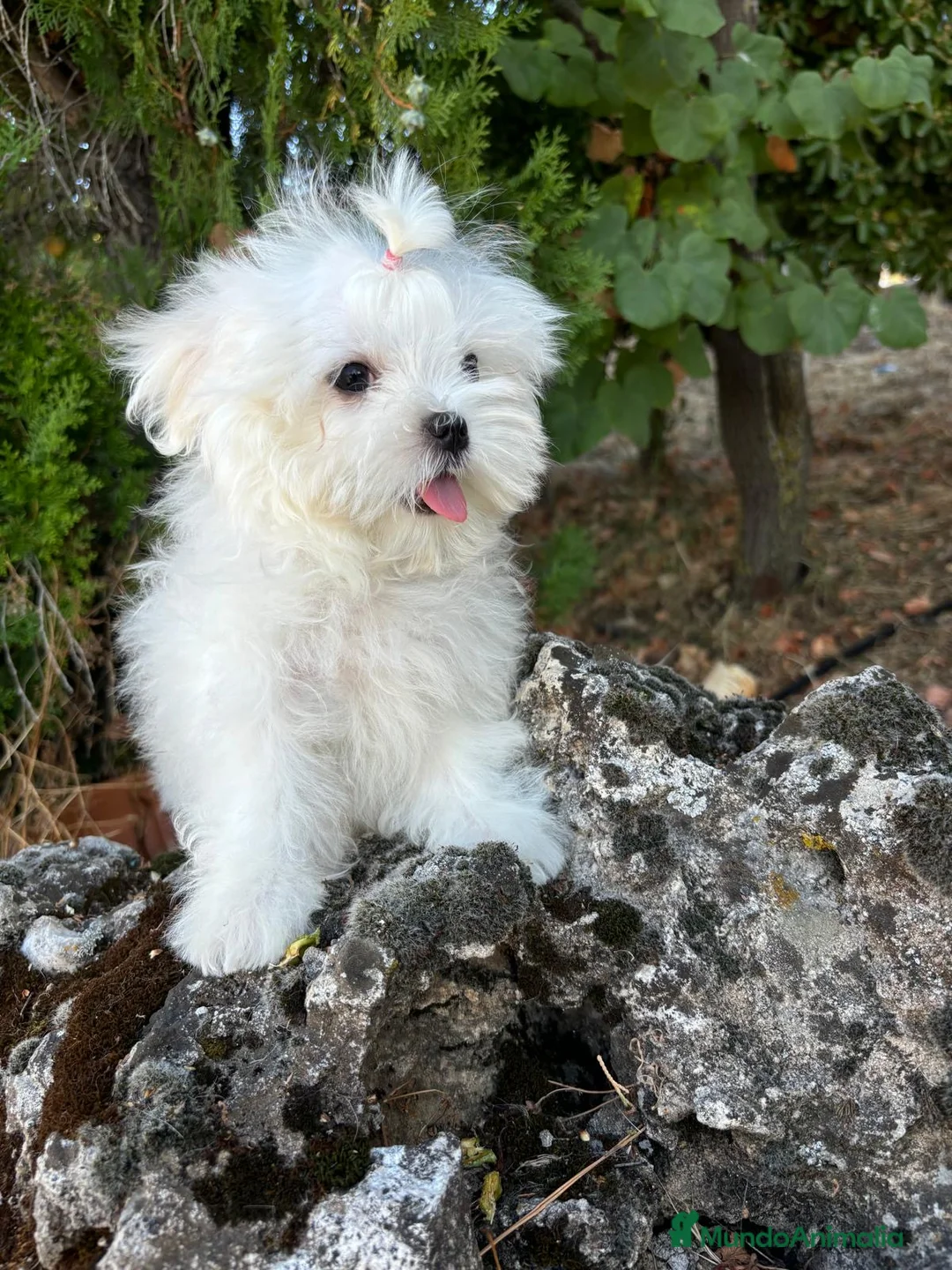 Bichón Maltés perros en venta: Bichon Maltés !!! - Anuncio 2