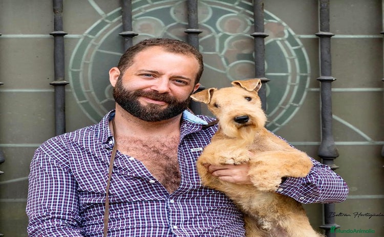 Lakeland Terrier perros en Navarra - Anuncio 1
