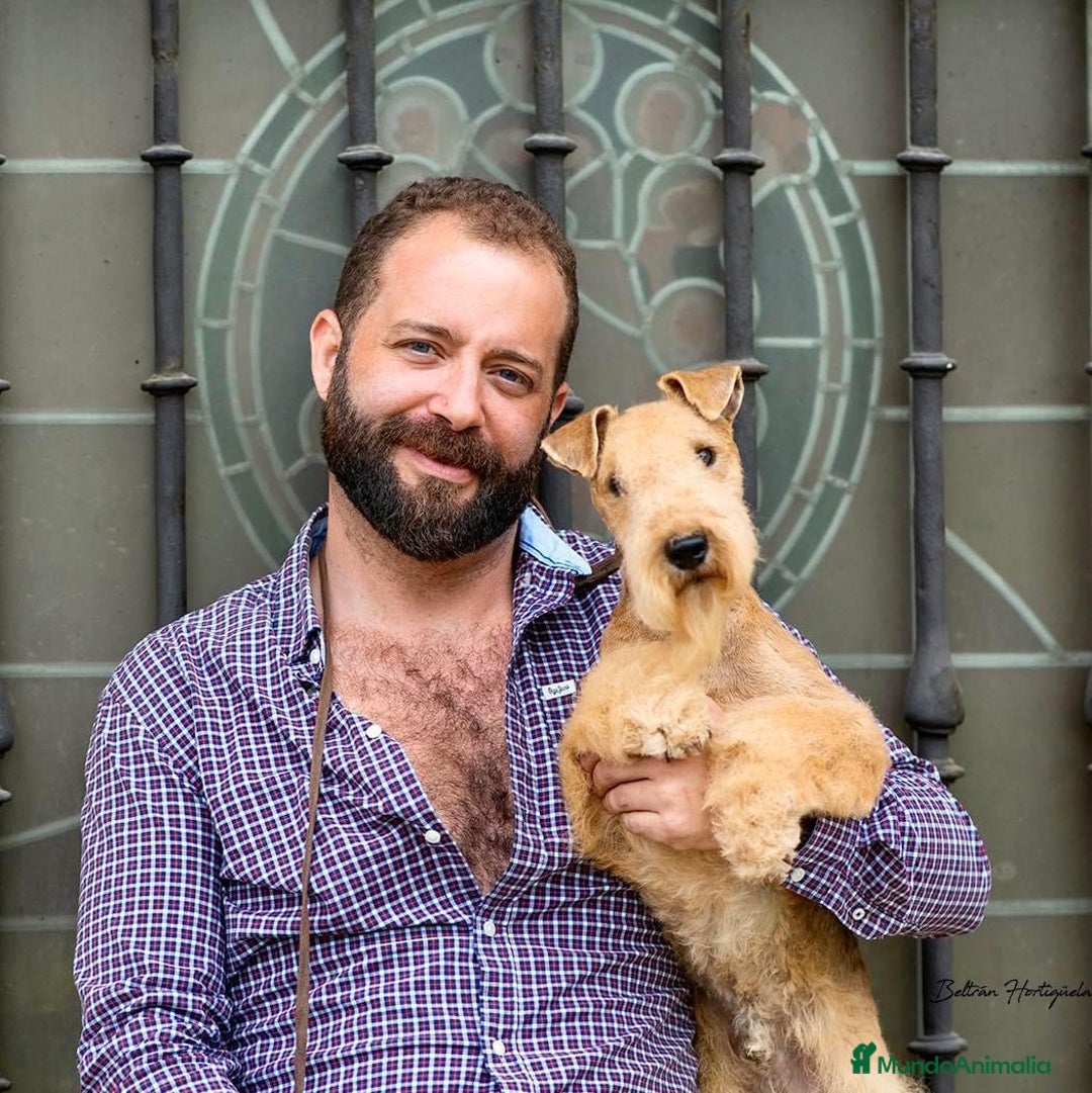 Lakeland Terrier perros en venta: Infórmate sin compromiso  en Navarra - Imagen 1