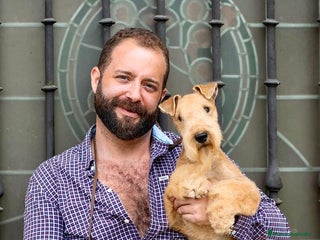 Lakeland Terrier perros en Navarra - Anuncio 23