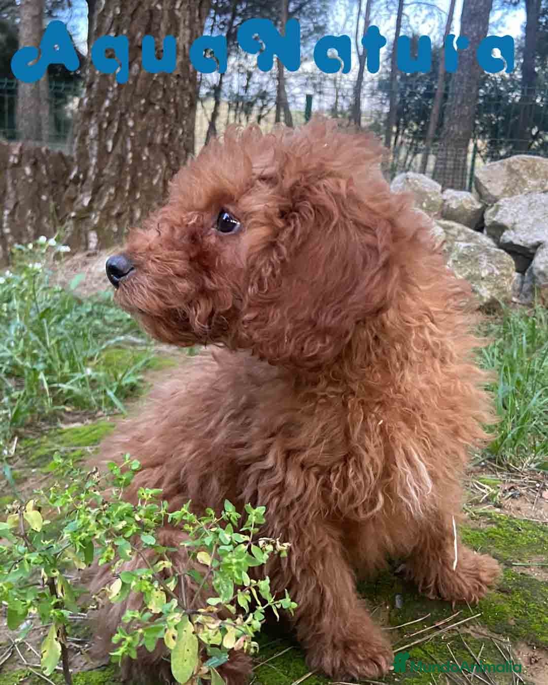 Caniche Enano perros Caniche Macho de Bella y Can 2020 AQUANATURA - Anuncio 2