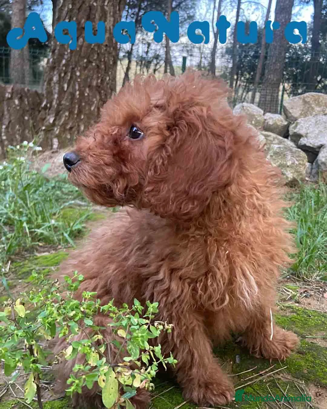 Caniche Enano perros en venta: Caniche Macho de Bella y Can 2020 AQUANATURA - Anuncio 1