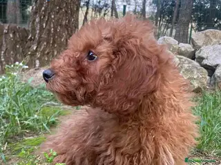 Caniche Enano perros Caniche Macho de Bella y Can 2020 AQUANATURA - Anuncio 2