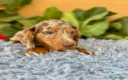 Teckel Miniatura perros en venta: Teckel arlequín chocolate  - Imagen 1