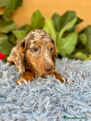 Teckel Miniatura perros Teckel arlequín chocolate - Anuncio 14