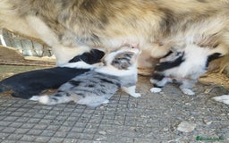 Border Collie perros en venta: Border Collie hembra red Merle - Imagen 15