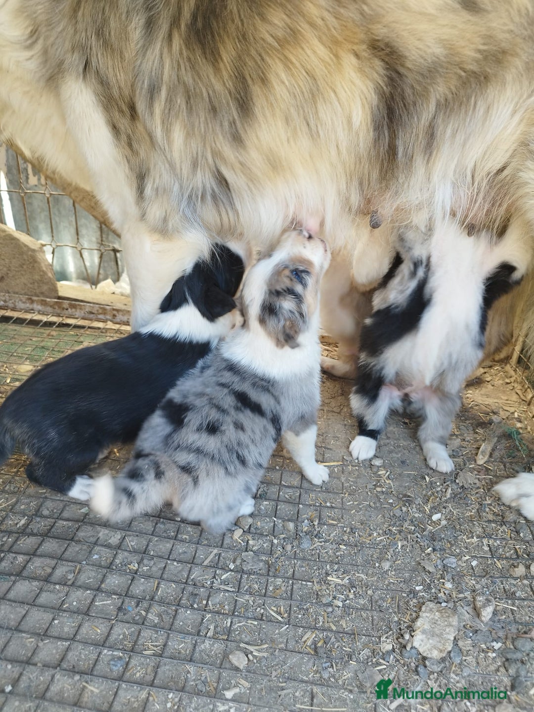 Border Collie perros en venta: Border Collie hembra red Merle - Imagen 15