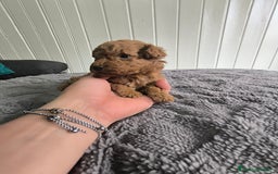 Caniche Toy perros en venta: Caniche  - Imagen 2