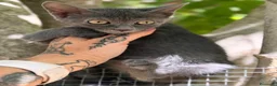 Azul Ruso gatos en venta: AZUL RUSO  - Anuncio 1