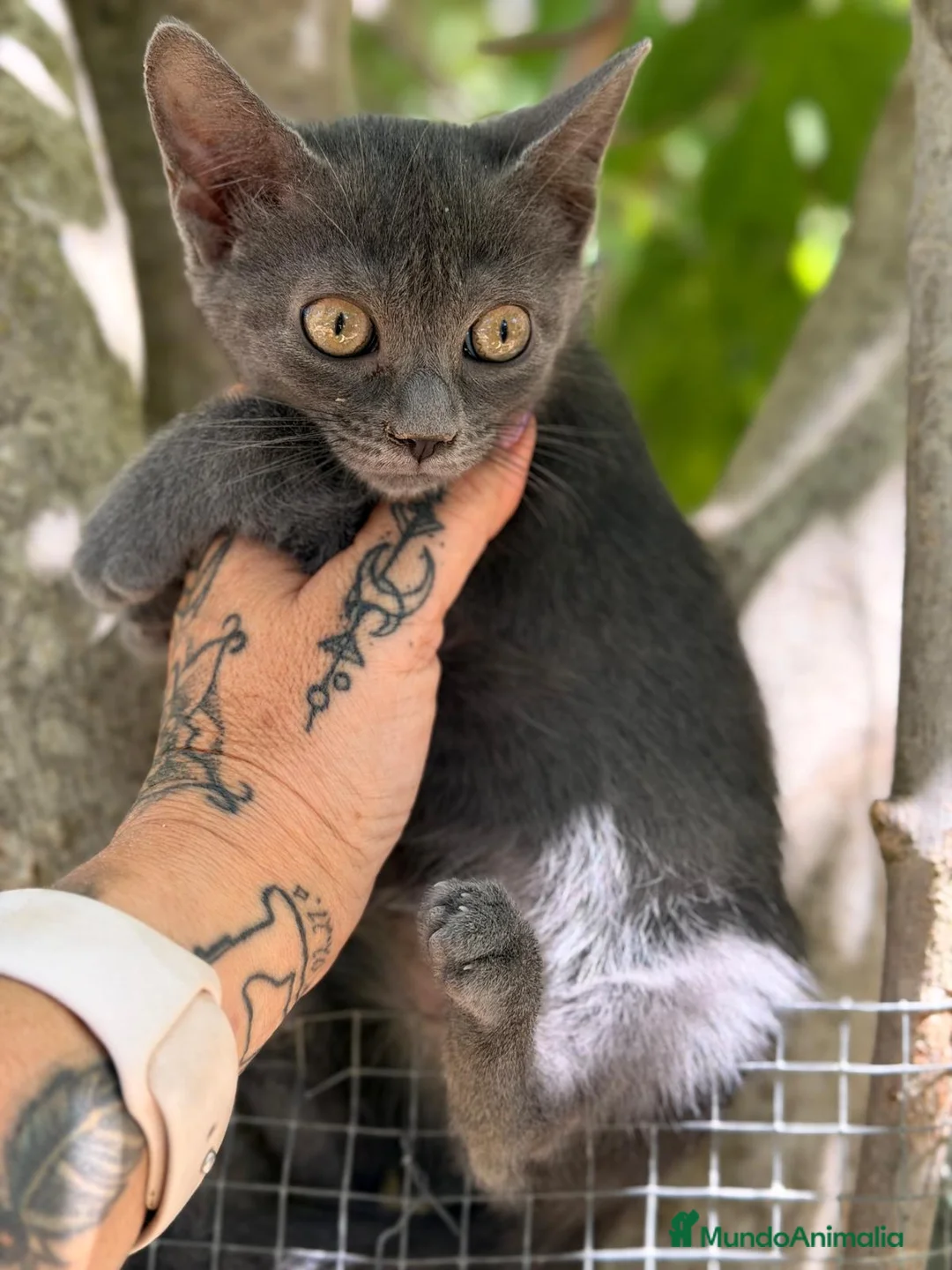 Azul Ruso gatos en venta: AZUL RUSO  - Anuncio 1