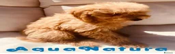 Caniche Enano perros en venta: Caniche Hembra 1430 - AQUANATURA en Barcelona - Anuncio 6
