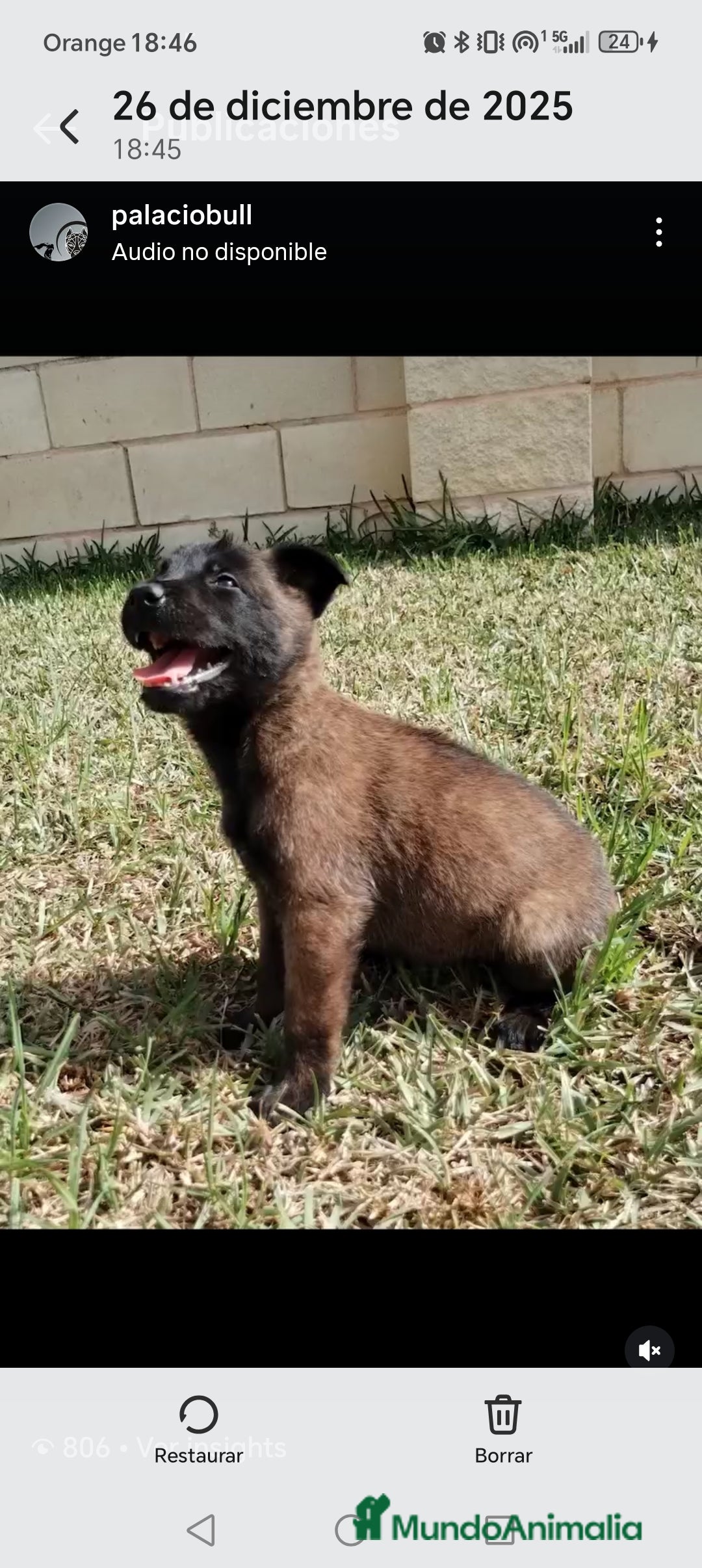 Pastor Belga Malinois perros en venta: Cachorros pastor belga malinois - Anuncio 3