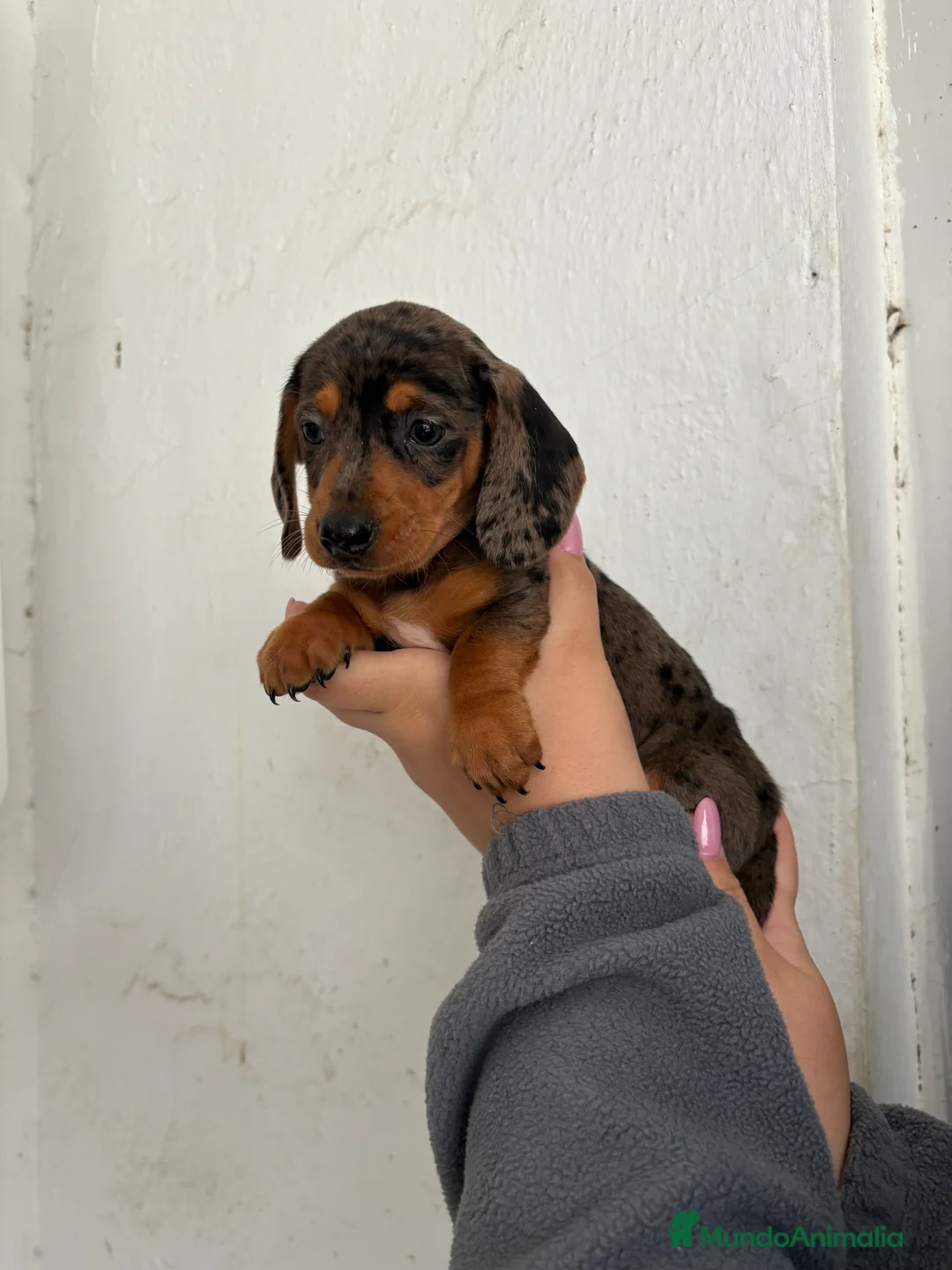 Teckel perros en venta: Teckels kaninchen  - Anuncio 1