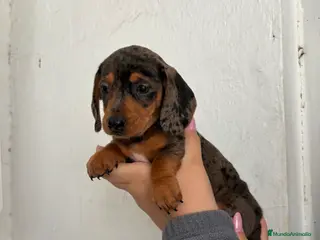 Teckel perros Teckels kaninchen - Anuncio 1