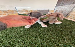 Pequeño Lebrel Italiano perros en venta: Galgo italiano Piccolo macho blue - Imagen 2
