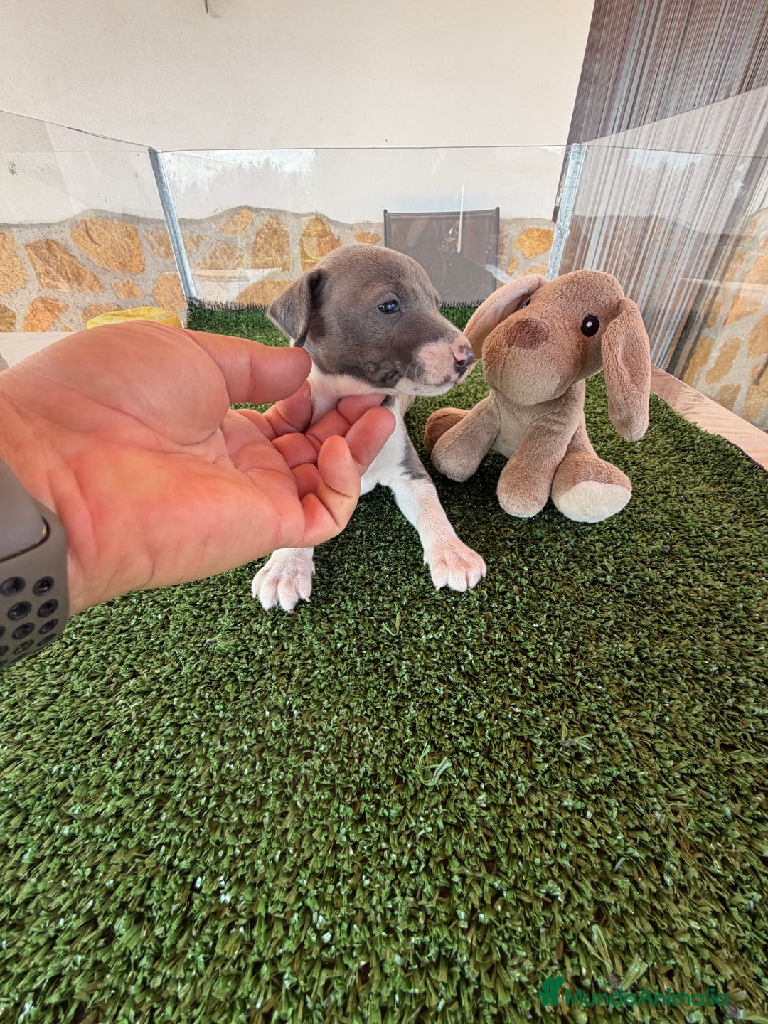 Pequeño Lebrel Italiano perros en venta: Galgo italiano Piccolo macho blue - Imagen 2