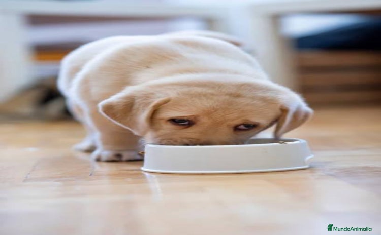 Labrador Retriever perros - Anuncio 2