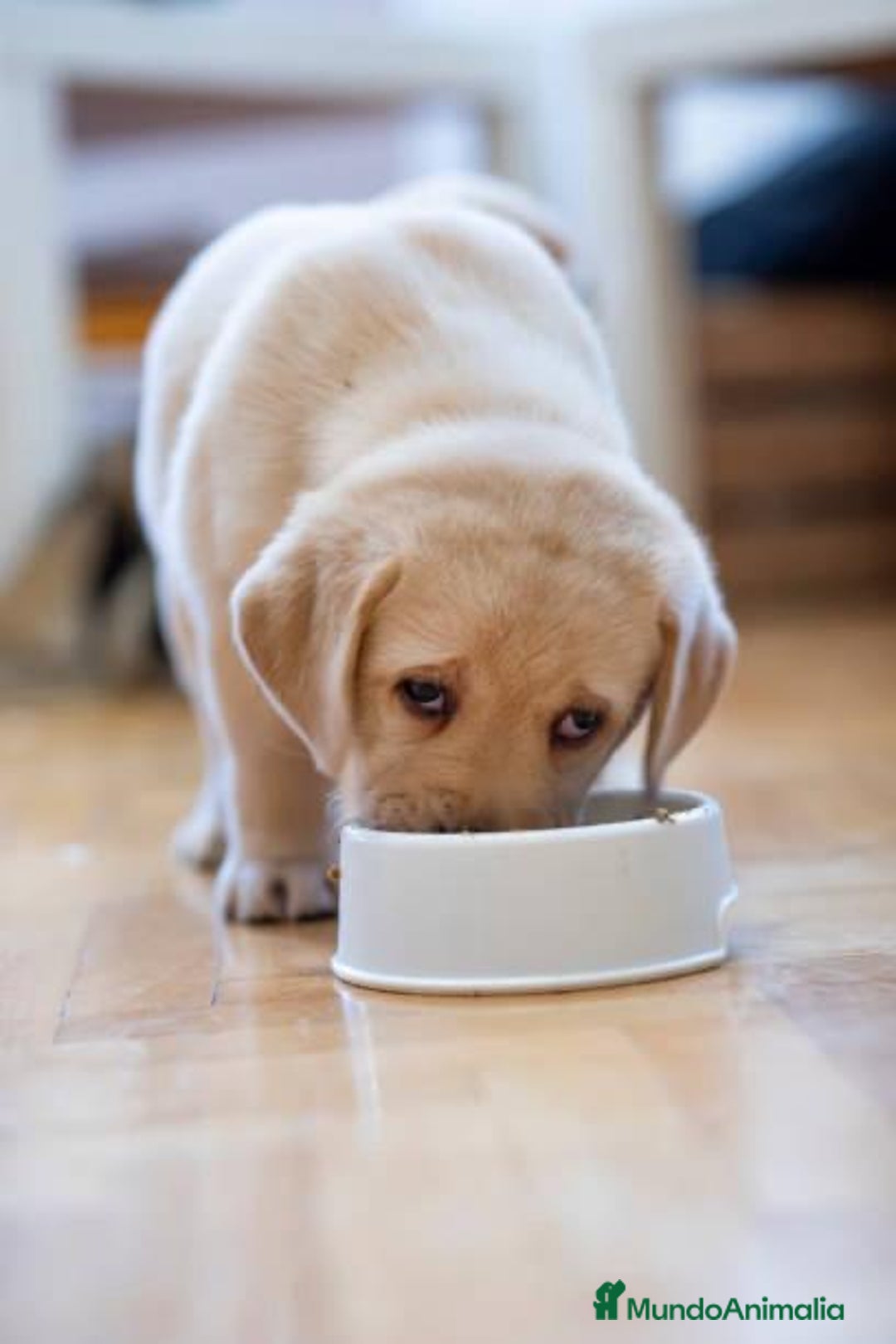 Labrador Retriever perros en venta: LABRADORES MADRID  - Imagen 1