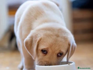 Labrador Retriever perros - Anuncio 35