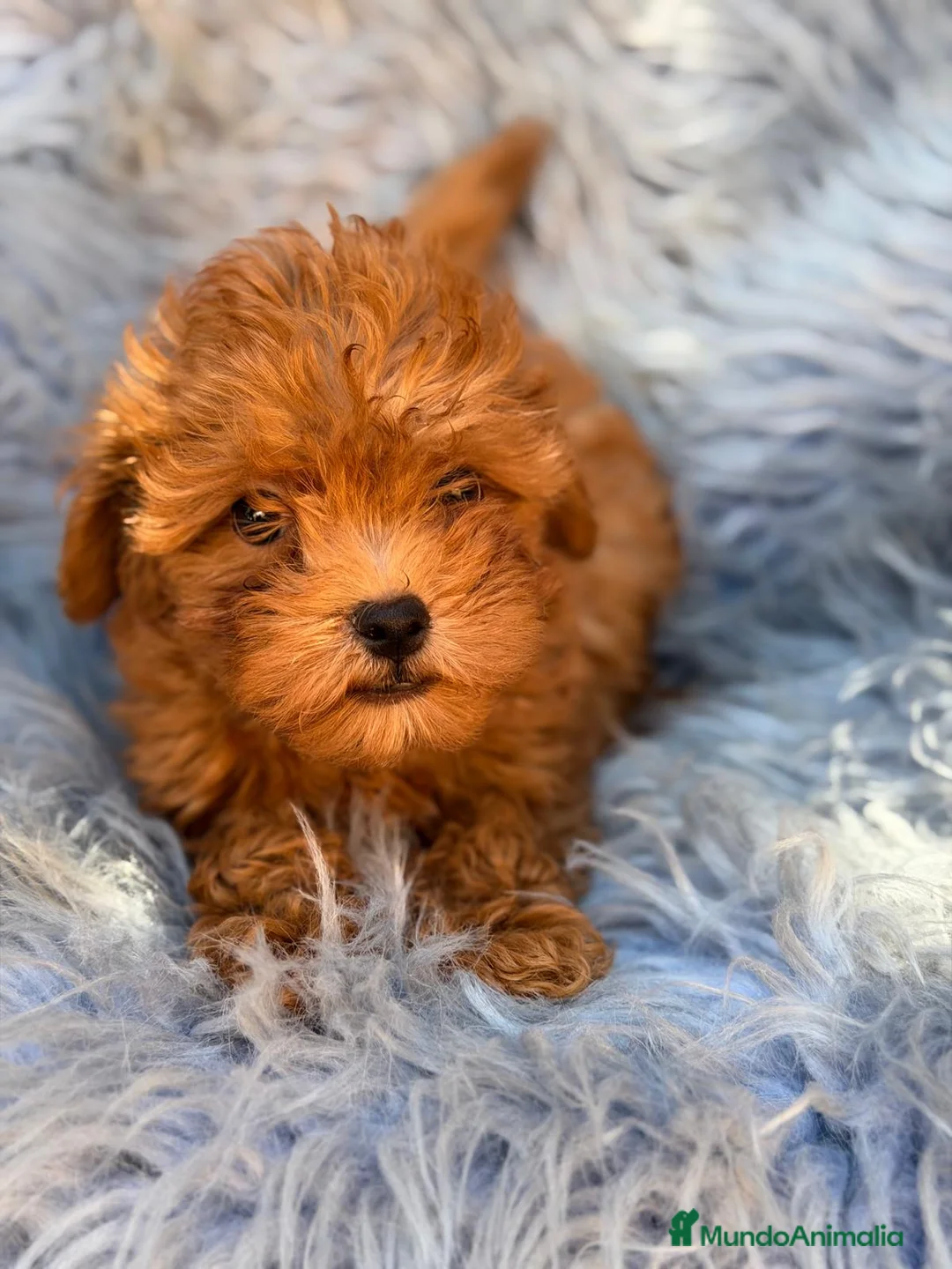 Maltipoo perros en venta: MALTIPOO ROJO - Anuncio 1
