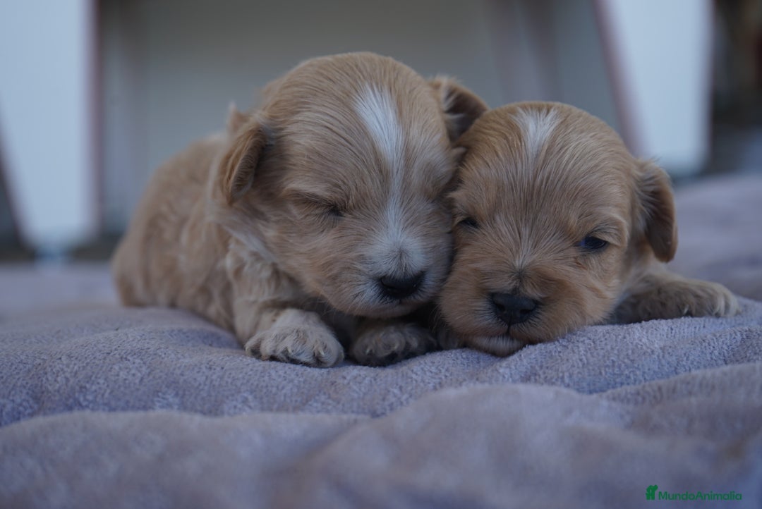 Maltipoo perros en venta: 🐾 Kepi y Harry – Maltipoo color crema ☁️ - Imagen 7