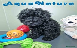 Caniche Enano perros en venta: Caniche Hembra CJMM 4801 AQUANATURA - Imagen 11