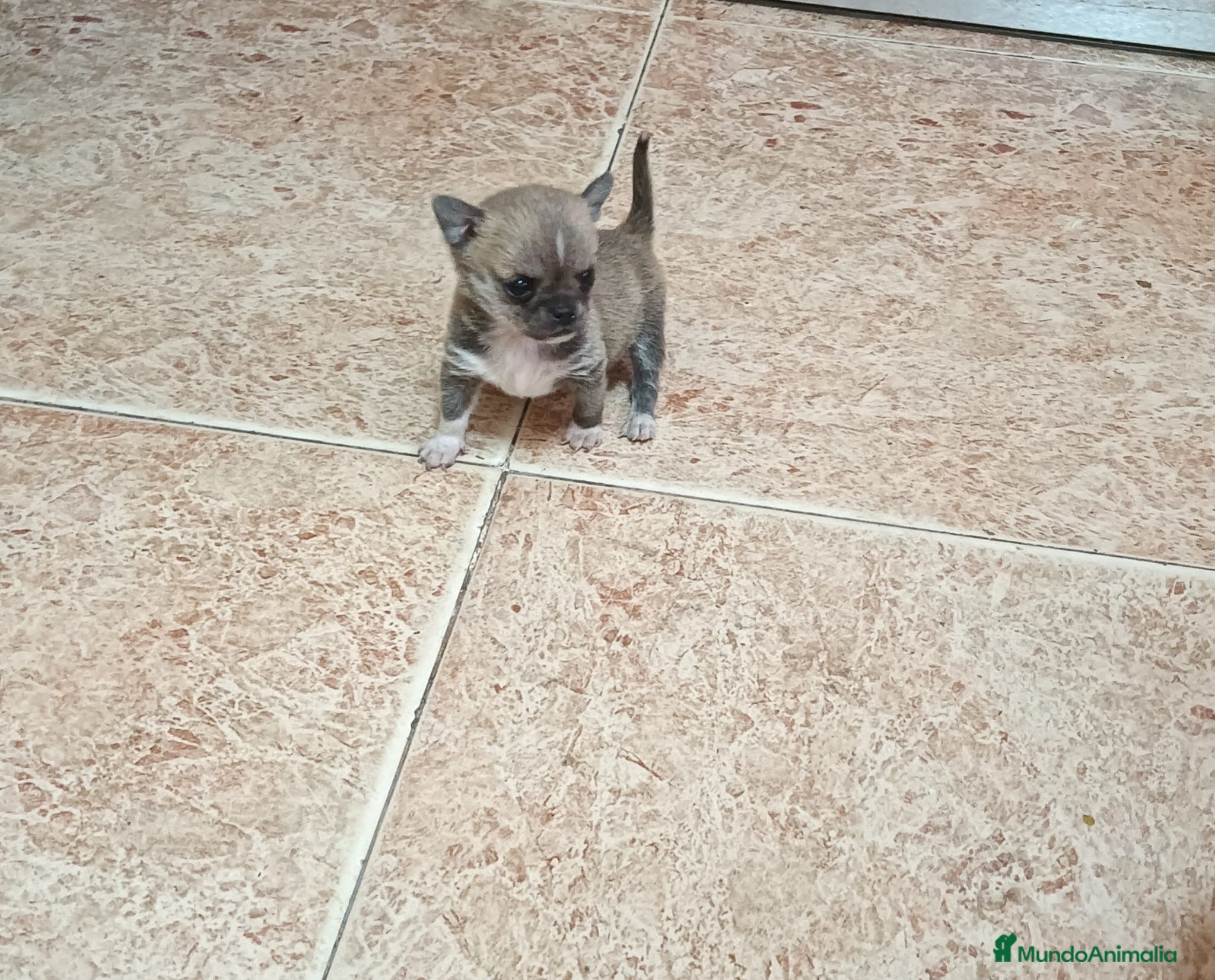 Chihuahua perros PRECIOSOS EJEMPLAR MINI TOY ATIGRADO - Anuncio 1