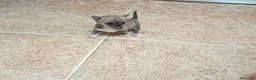 Chihuahua perros en venta: PRECIOSOS EJEMPLAR MINI TOY ATIGRADO - Anuncio 1